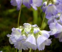 White hoope petticoat type flowers with strong blue shading